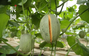 吃瓜蜜网
