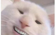 吃瓜网修修猫,吃瓜网上的治愈萌宠传奇