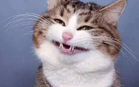 网红猫吃瓜,网友揪心，博主良心何在？