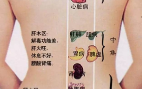 人体五脏六腑位置图图,人体五脏六腑位置分布与功能解析