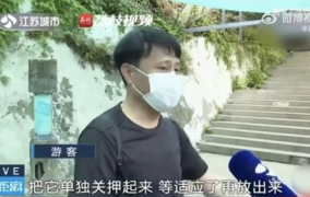 网红吃瓜看戏,娱乐狂欢背后的真实故事