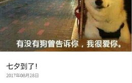 七夕搞笑段子,趣味横生的搞笑段子集锦